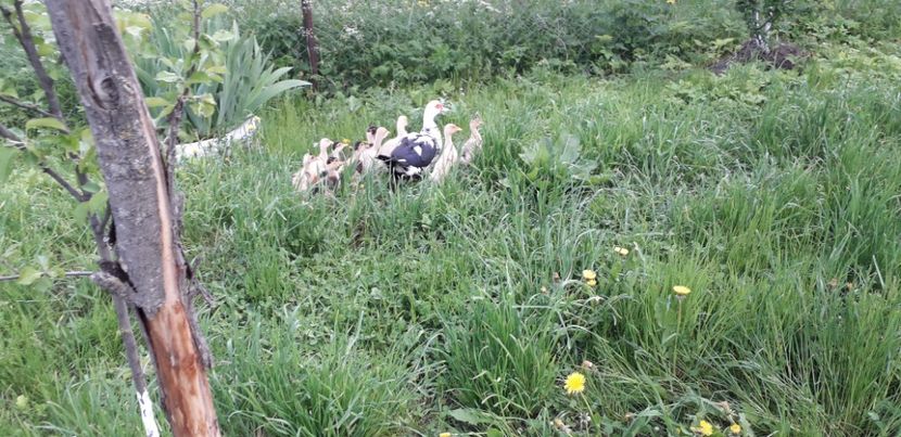  - A Rațe comune - romanești