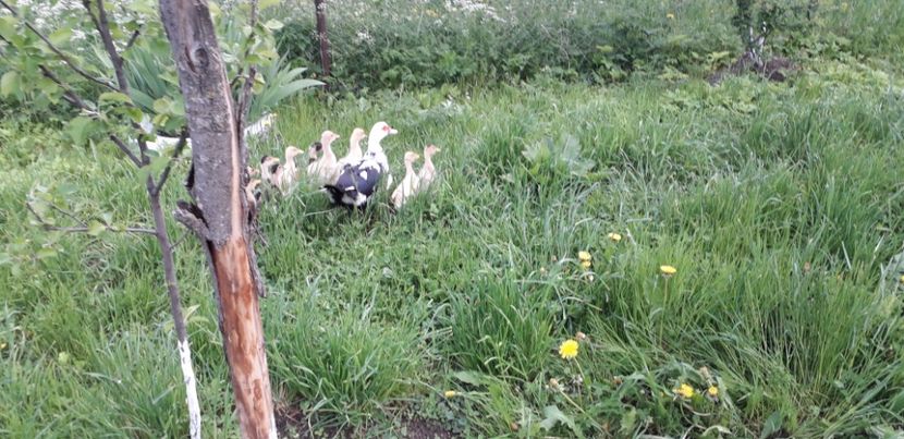  - A Rațe comune - romanești