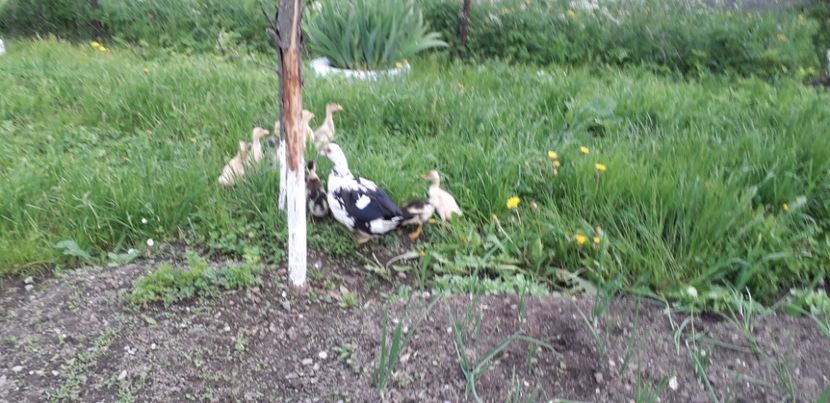  - A Rațe comune - romanești