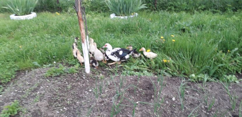  - A Rațe comune - romanești