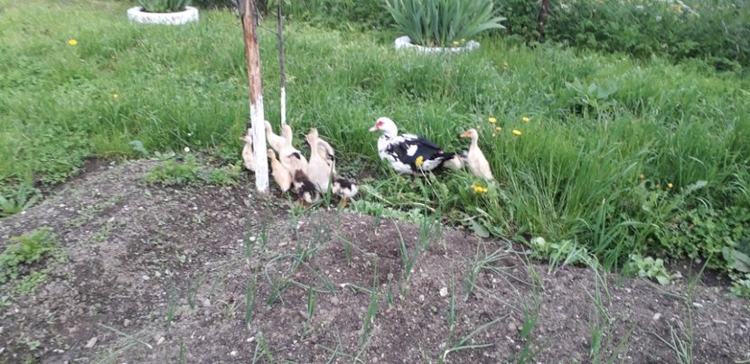  - A Rațe comune - romanești