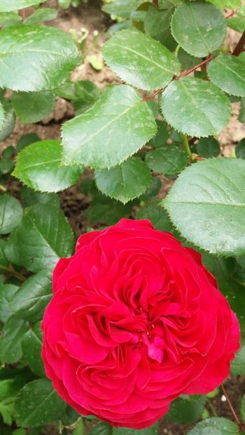 Red leonardo - Gradina 2019