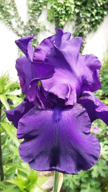 Iris - Gradina 2019