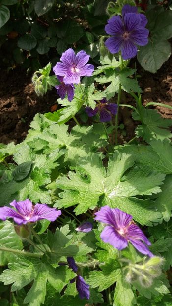 Geranium magnificum - Gradina 2019