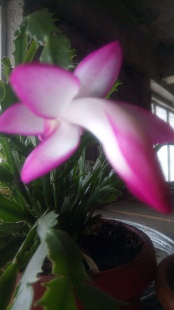 IMG-20190517-WA0000 - Schlumbergera