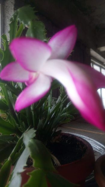 IMG-20190517-WA0002 - Schlumbergera