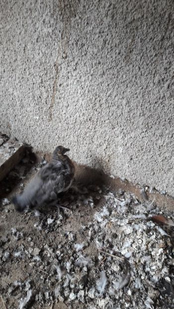  - PORUMBEI SALBATICI