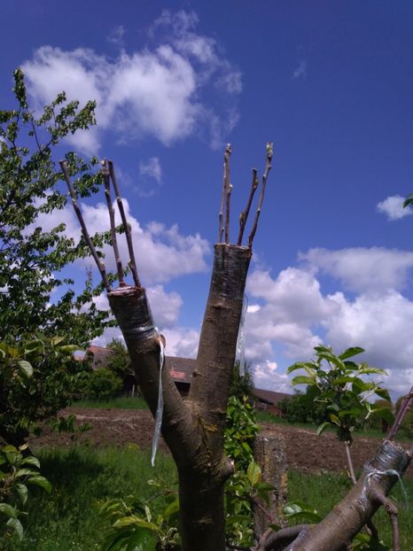 Supraltoire pe ma Idared cu Calter siPonic - 061 ALTOIRI SUB COAJA