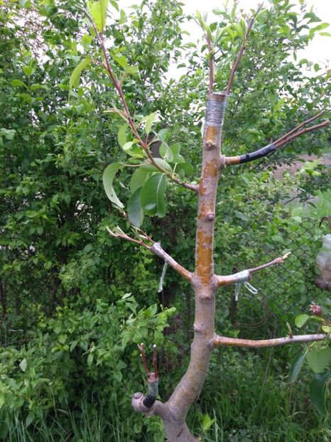 Supraaltoire pe par cu par Napoca si Pergamut - 061 ALTOIRI SUB COAJA