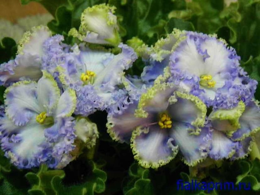  - Reigning Beauty sport