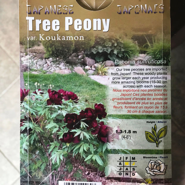  - Jurnalul gradinii 2019