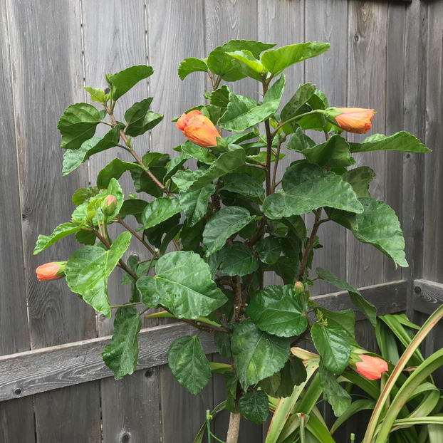  - Jurnalul gradinii 2019