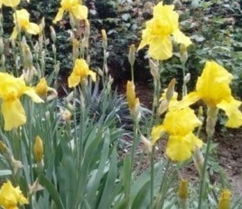 floare mare galben, inalt - irisi comuni