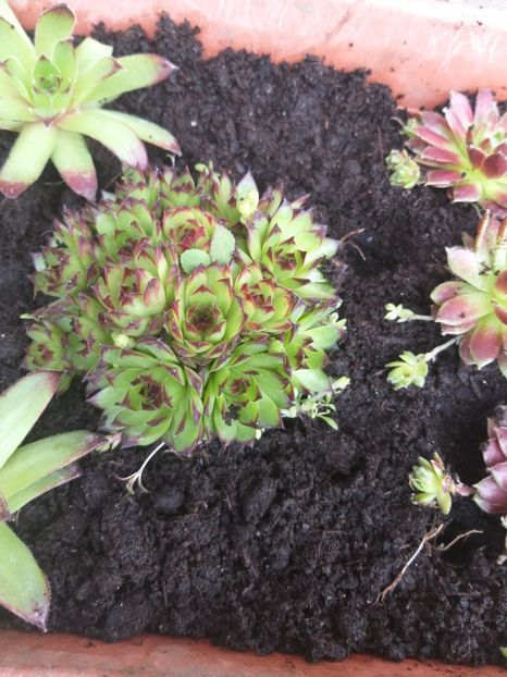  - O nouă pasiune Suculente
