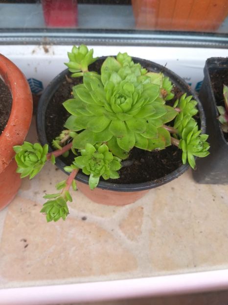  - O nouă pasiune Suculente