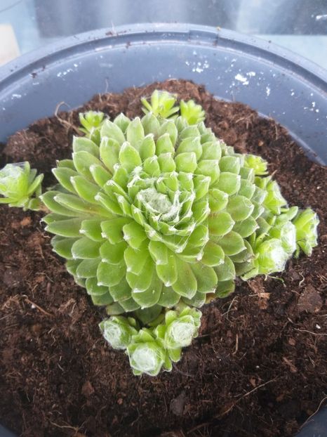  - O nouă pasiune Suculente