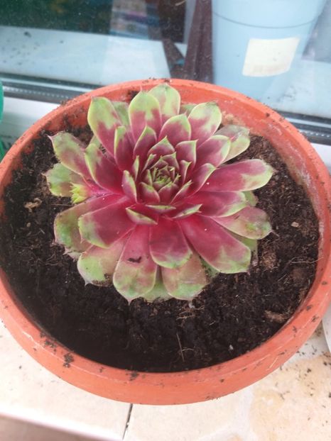  - O nouă pasiune Suculente