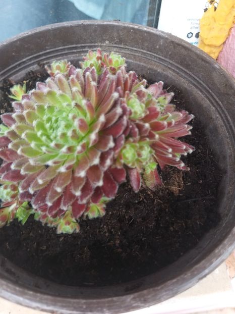  - O nouă pasiune Suculente