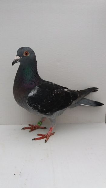 F 2018 vanduta - De! voiajori vanduti