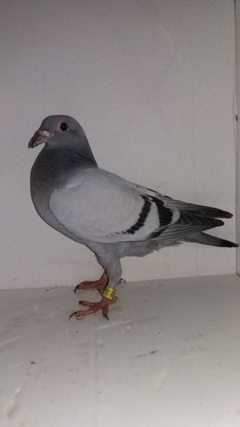 vandut - De vanzare voiajori pui 2019