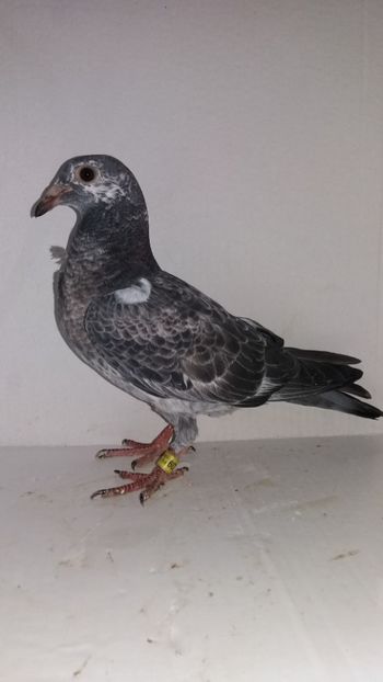 vandut - De vanzare voiajori pui 2019