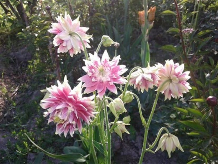 caldarusa Nora Barllow - plante de primavara