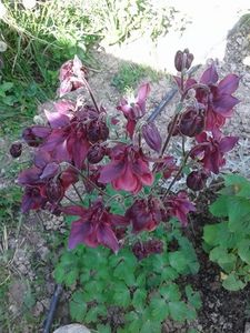 caldarusa grena inchis - plante de primavara