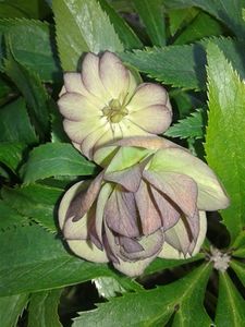  - plante de primavara