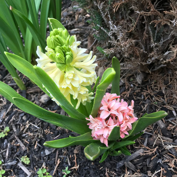  - Jurnalul gradinii 2019