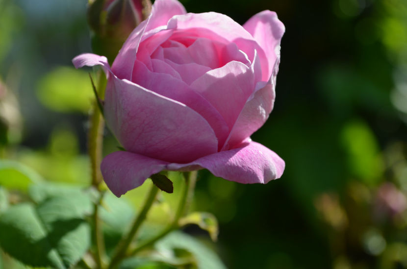  - dragostea  de natura