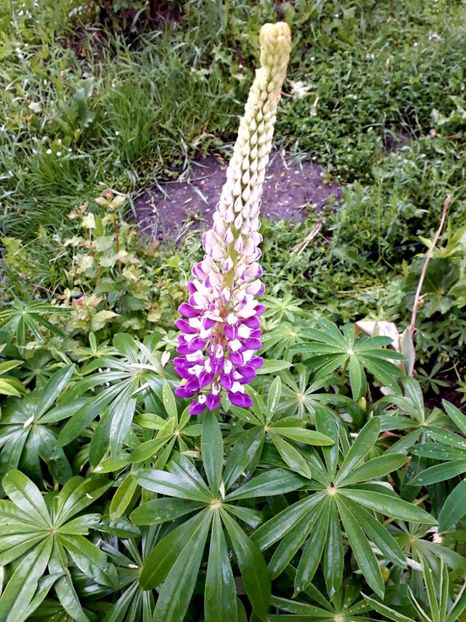 2019 - AAAAA_LUPIN 2015_2017_2018_2019_2020