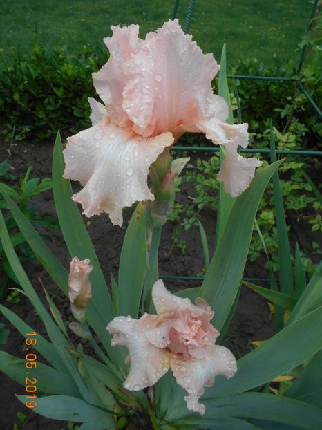 E Nicholson - 2Irisi 2019