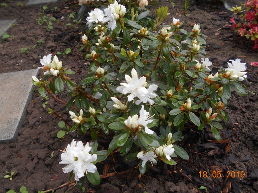 azalea Adonis - 2Azalee-rhododendroni-hortensii-hoste 2019