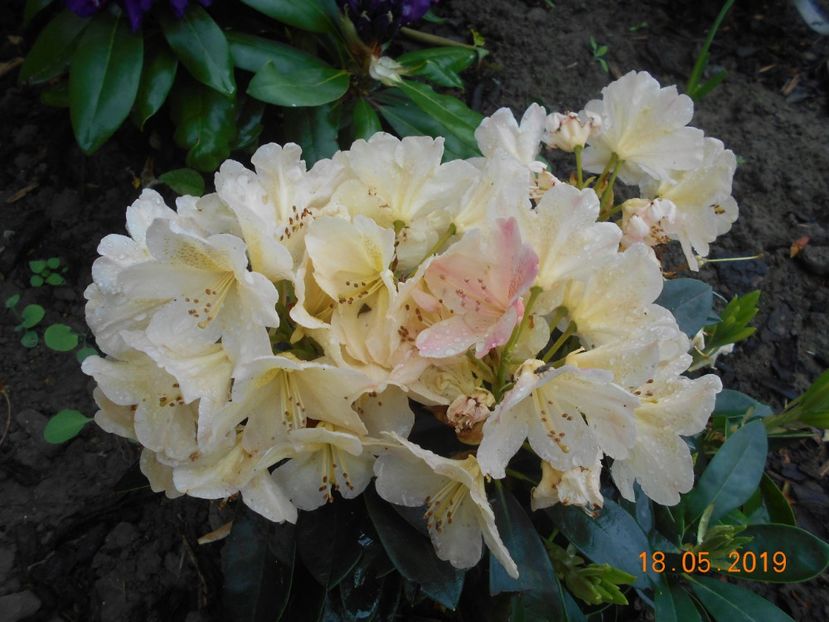 - 2Azalee-rhododendroni-hortensii-hoste 2019