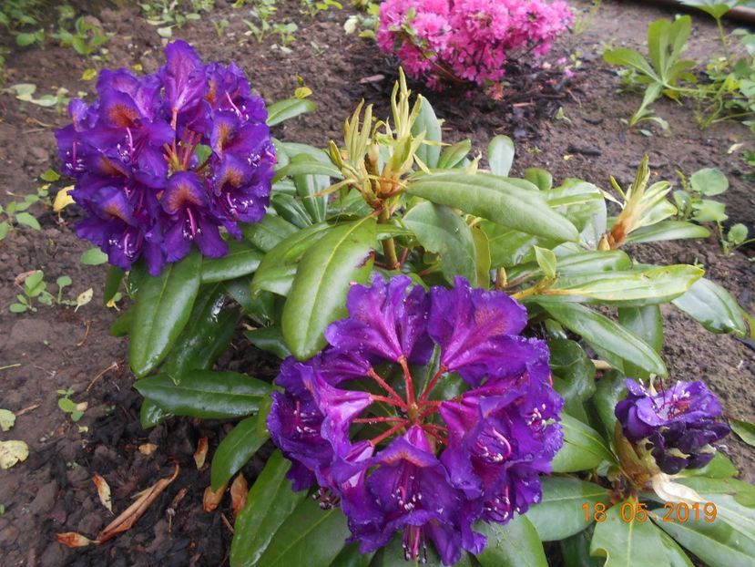 rodo Polarnacht - 2Azalee-rhododendroni-hortensii-hoste 2019