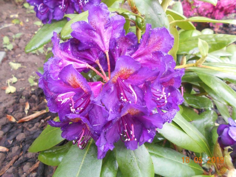  - 2Azalee-rhododendroni-hortensii-hoste 2019
