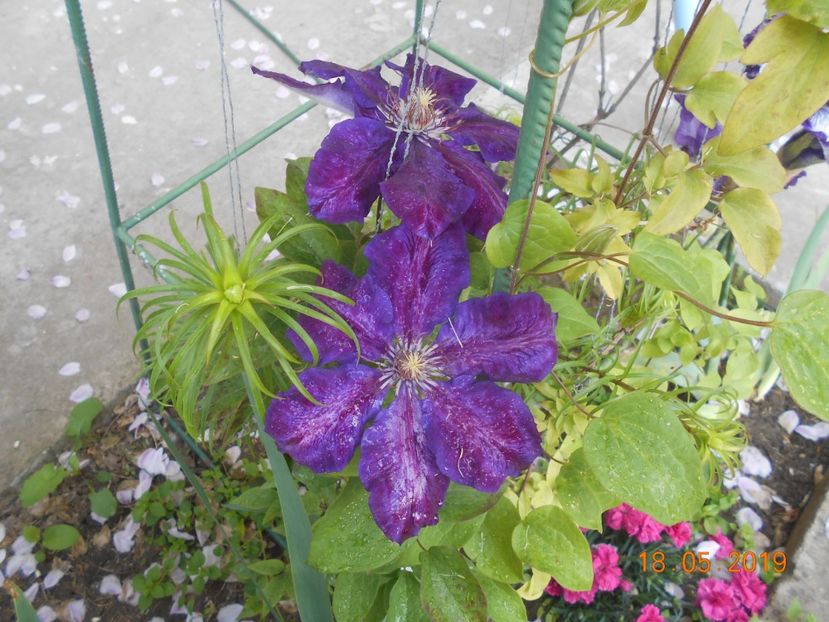  - 2Clematite 2019
