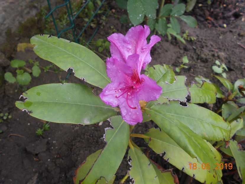  - 2Azalee-rhododendroni-hortensii-hoste 2019