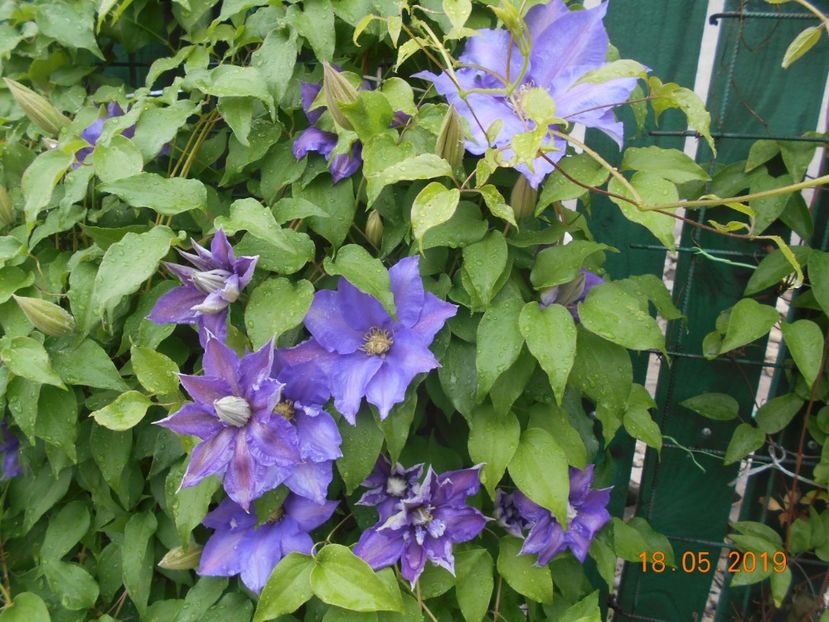  - 2Clematite 2019
