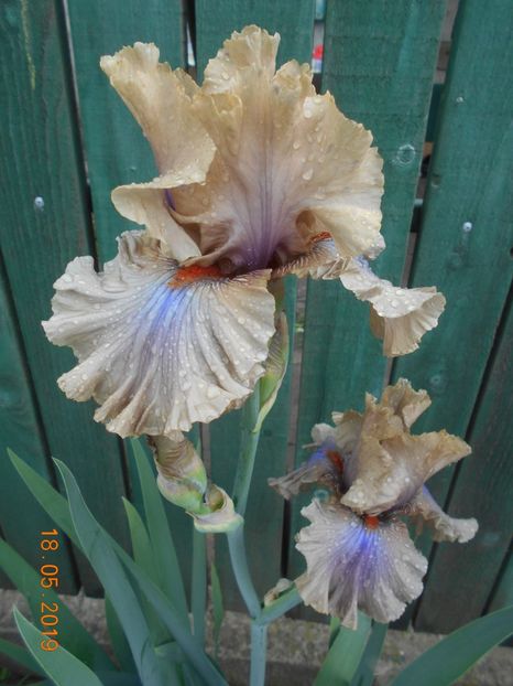 Coffe Trader - 2Irisi 2019