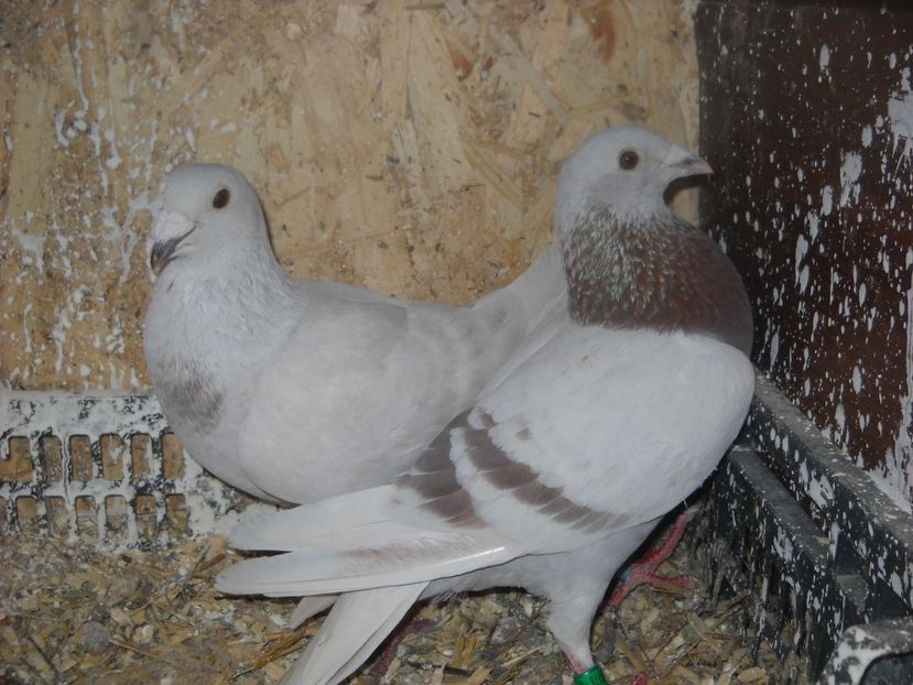  - UNDEVA IN SUCEAVA arhiva