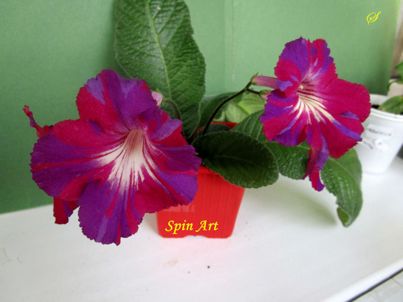 Spin Art(18-05-2019) - Streptocarpusi 2019