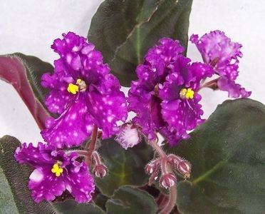 Making Waves - Violete-Multumesc pt minunatul dar !