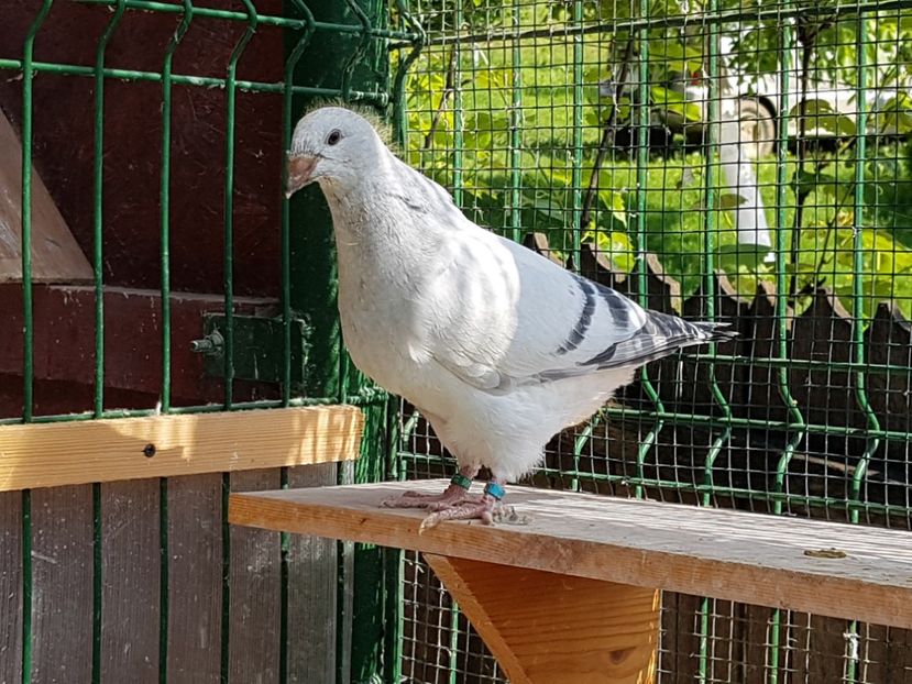  - 0-VRdF-TINERET-2019