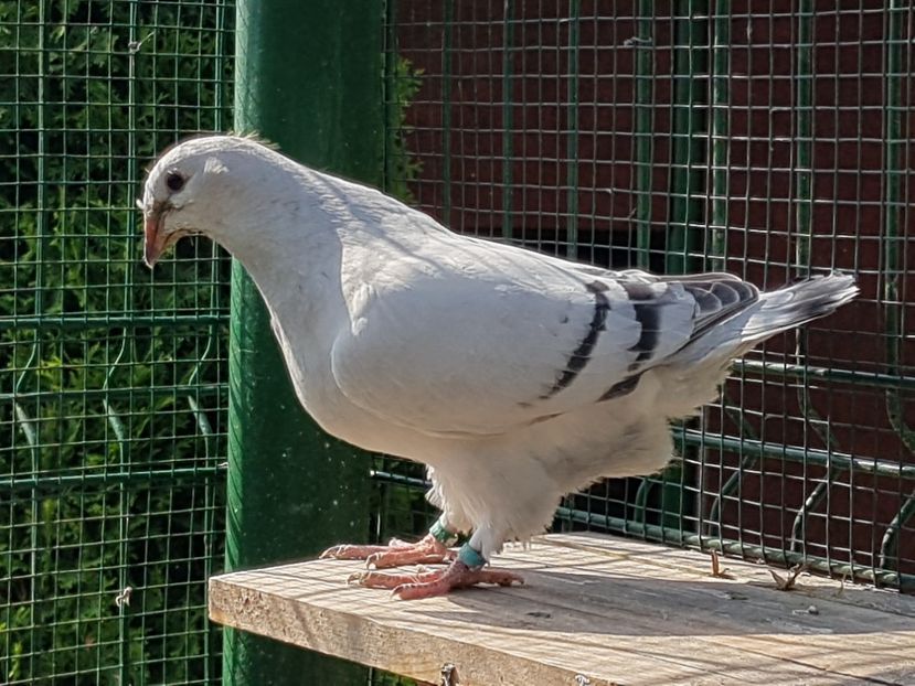  - 0-VRdF-TINERET-2019