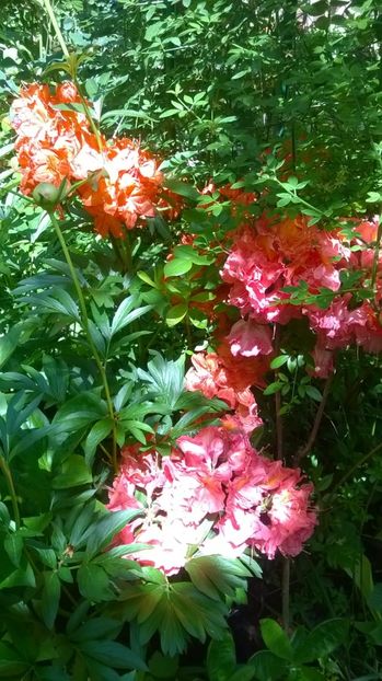 în față Juanita și în spate Feuerwerk - Rhododendron