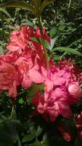Azaleea mollis Feuerwerk - Rhododendron