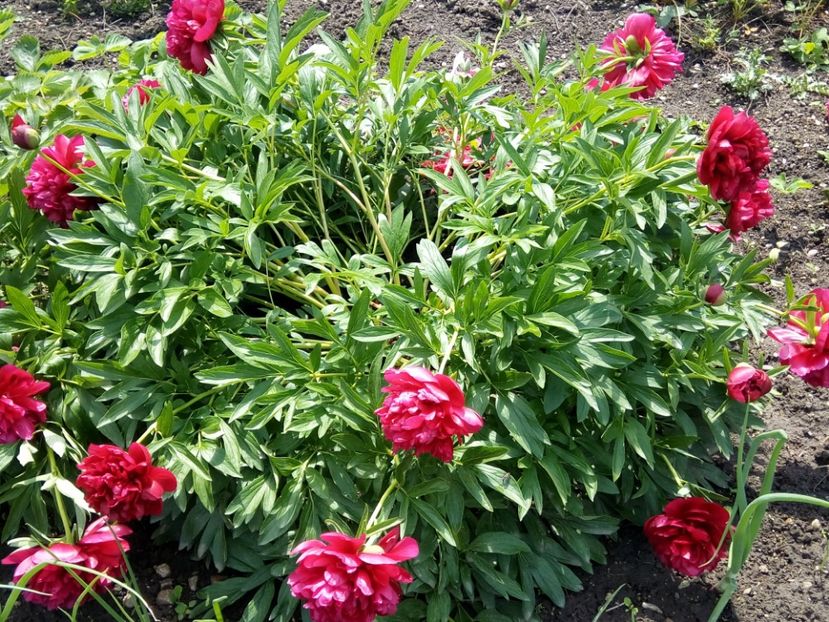  - Flori de Gradina Primavara -Vara 2019