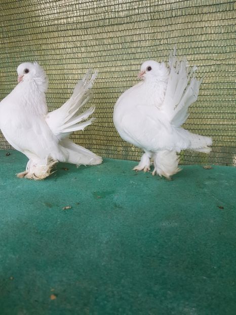 20190518_154803(0) - REDISTRIBUIRE