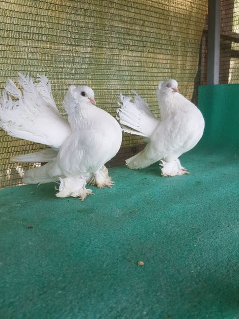 20190518_155205(0) - REDISTRIBUIRE